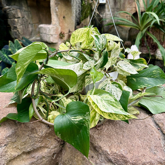 Pothos ‘Marble Queen’