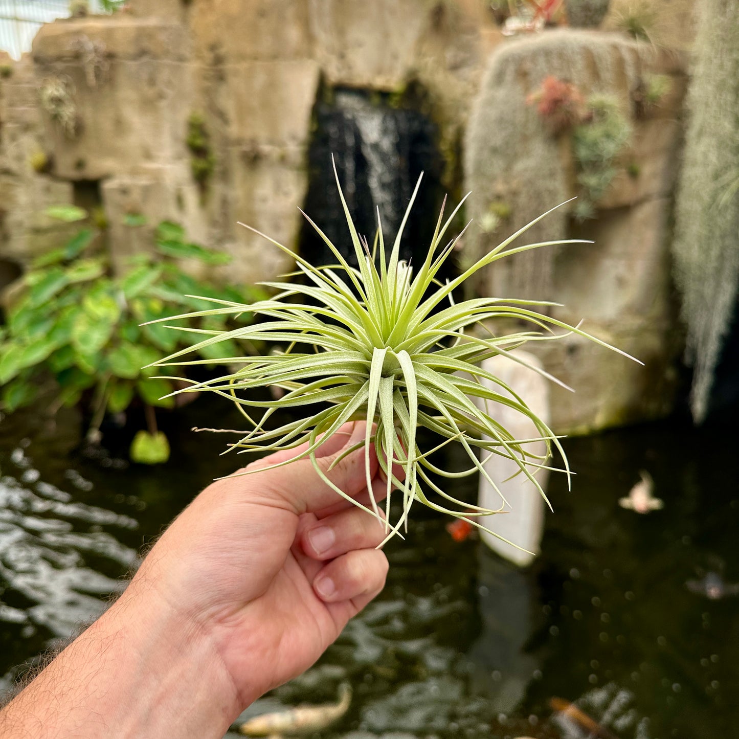 Tillandsia ‘Winner’s Circle’ (T. aeranthos x T. ‘Houston’)