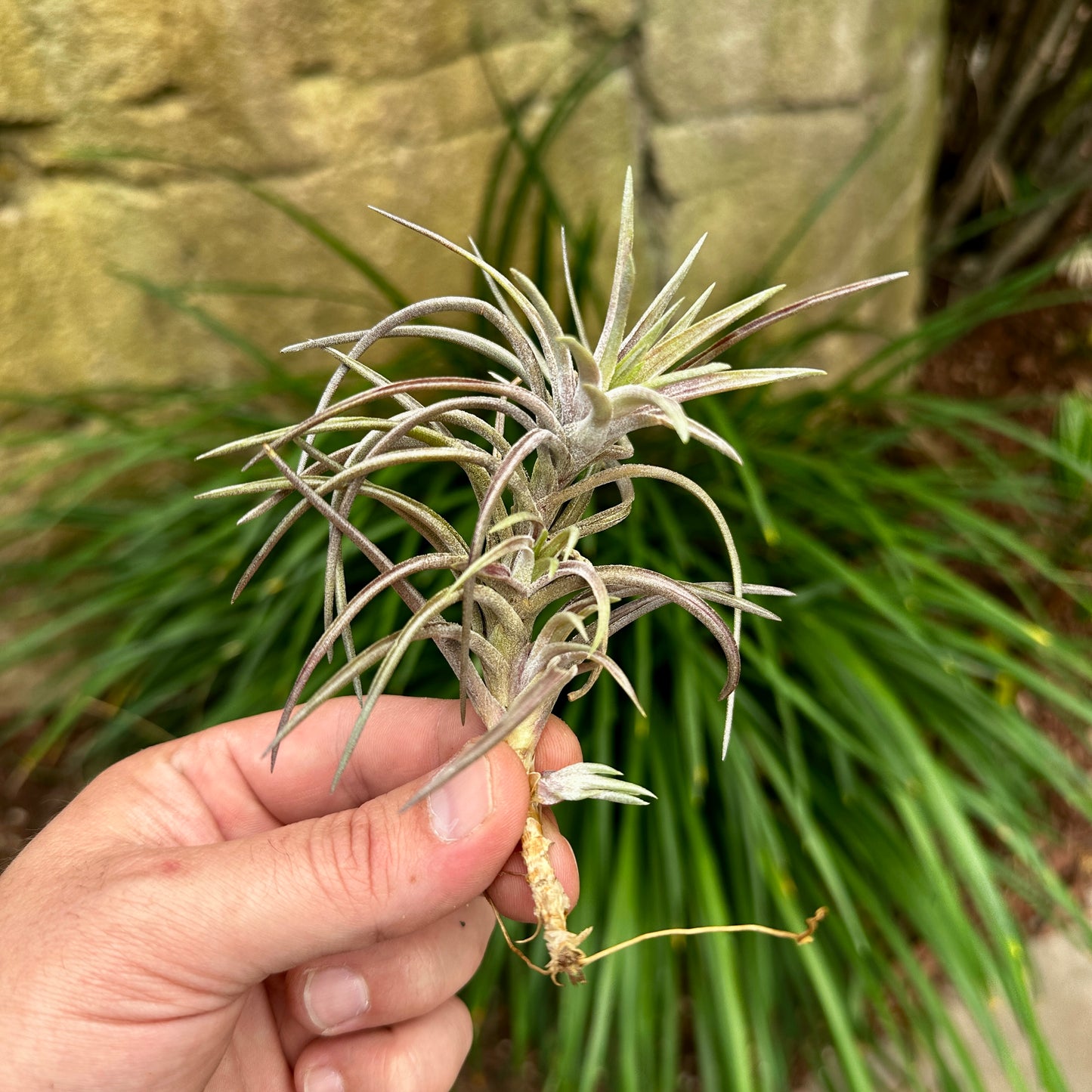 Tillandsia neglecta var Rubra