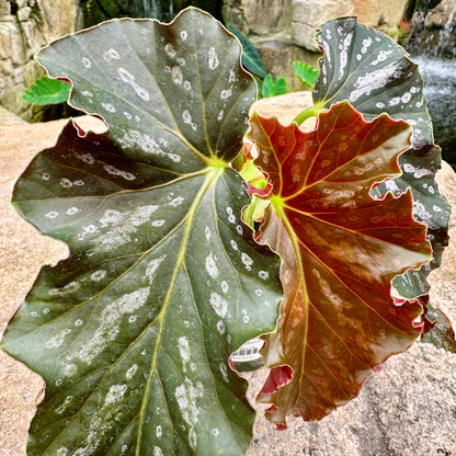 Angel Wing Begonia ‘Catherine Too’