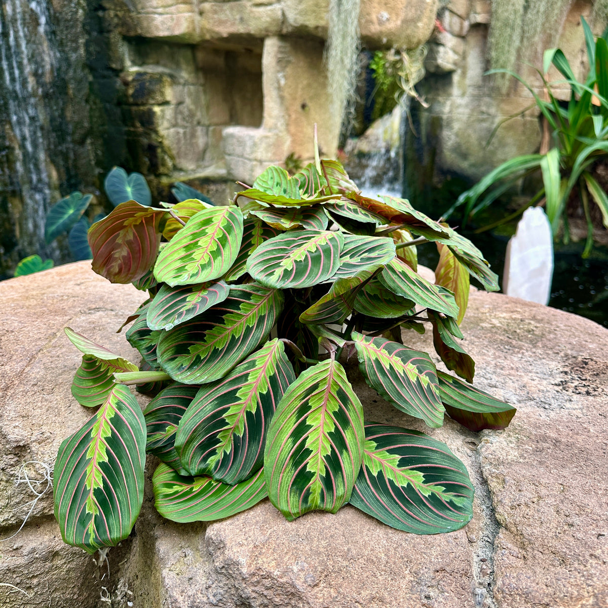 Maranta leuconeura ‘Red’