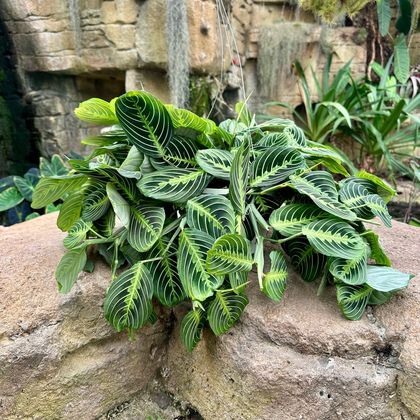 Maranta leuconeura ‘Lemon Lime’