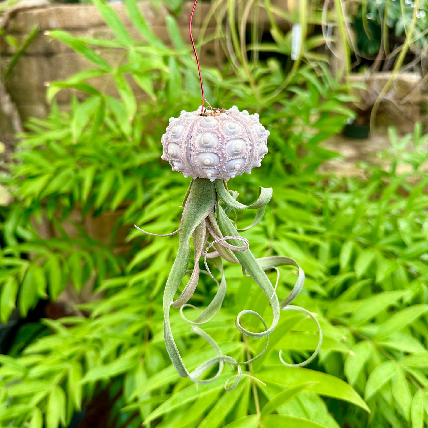 Sea Urchin Jellyfish Air Plant