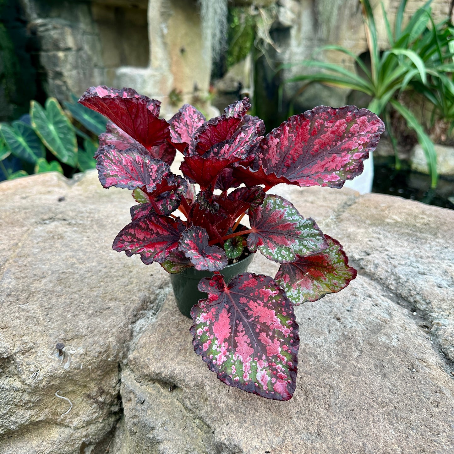 Assorted Rex Begonia