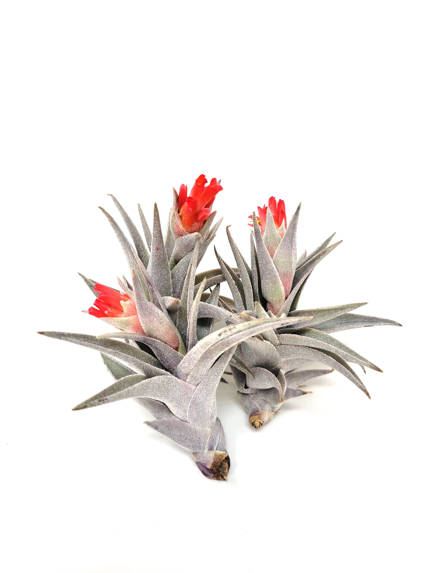 Tillandsia edithae