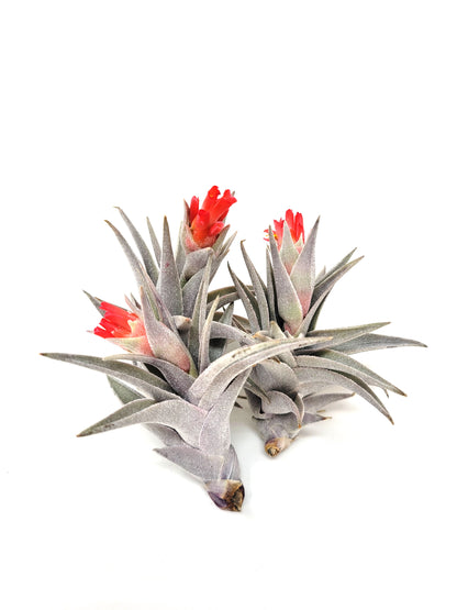 Tillandsia edithae