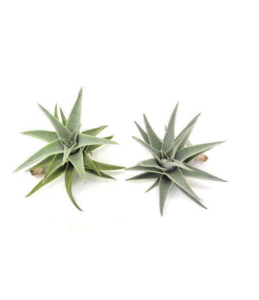 Tillandsia edithae