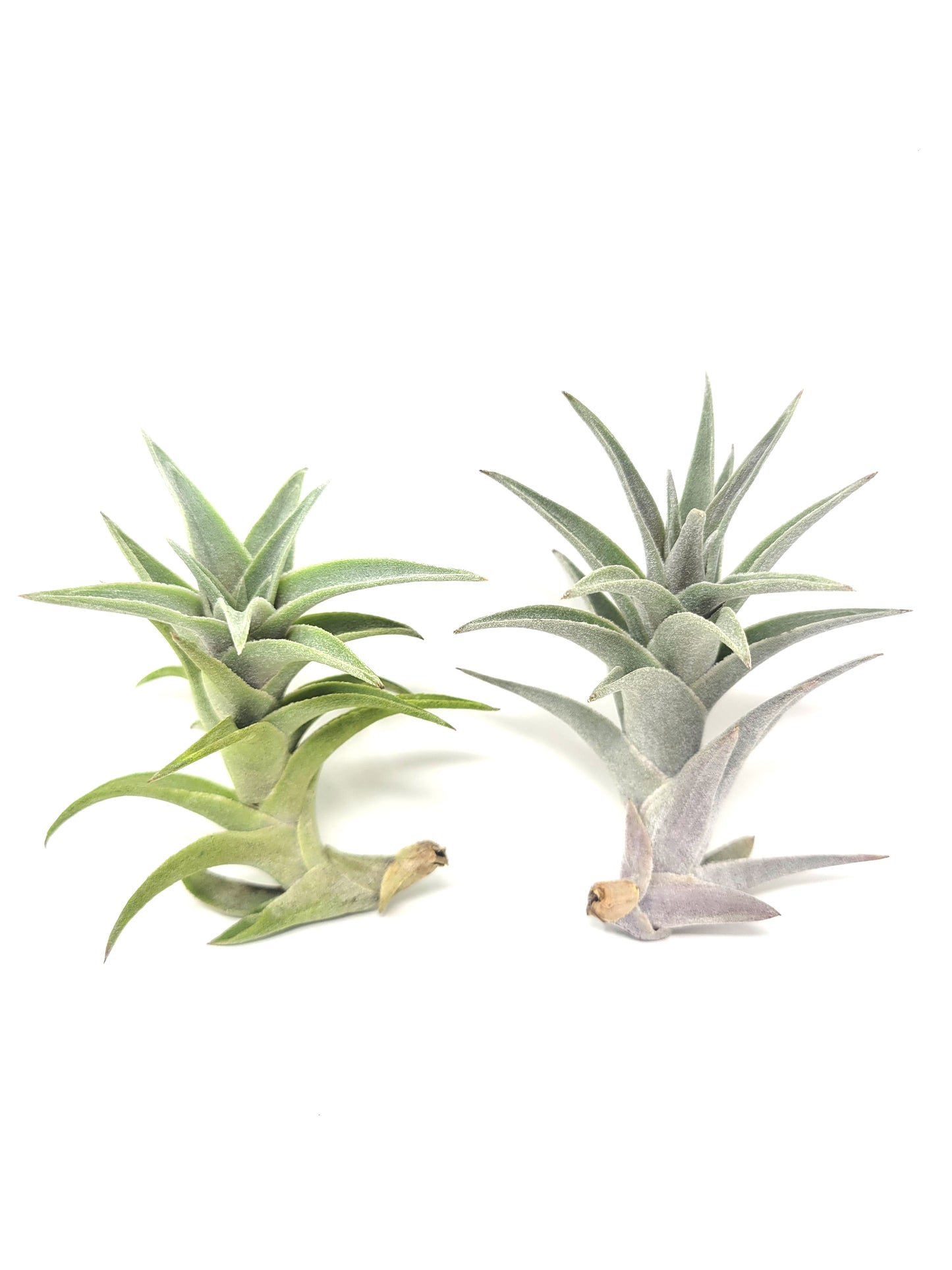 Tillandsia edithae