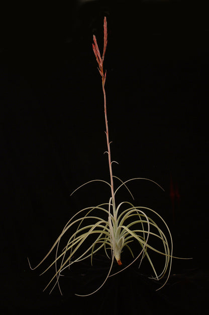 Tillandsia exserta