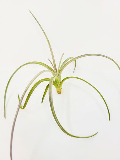 Tillandsia exserta