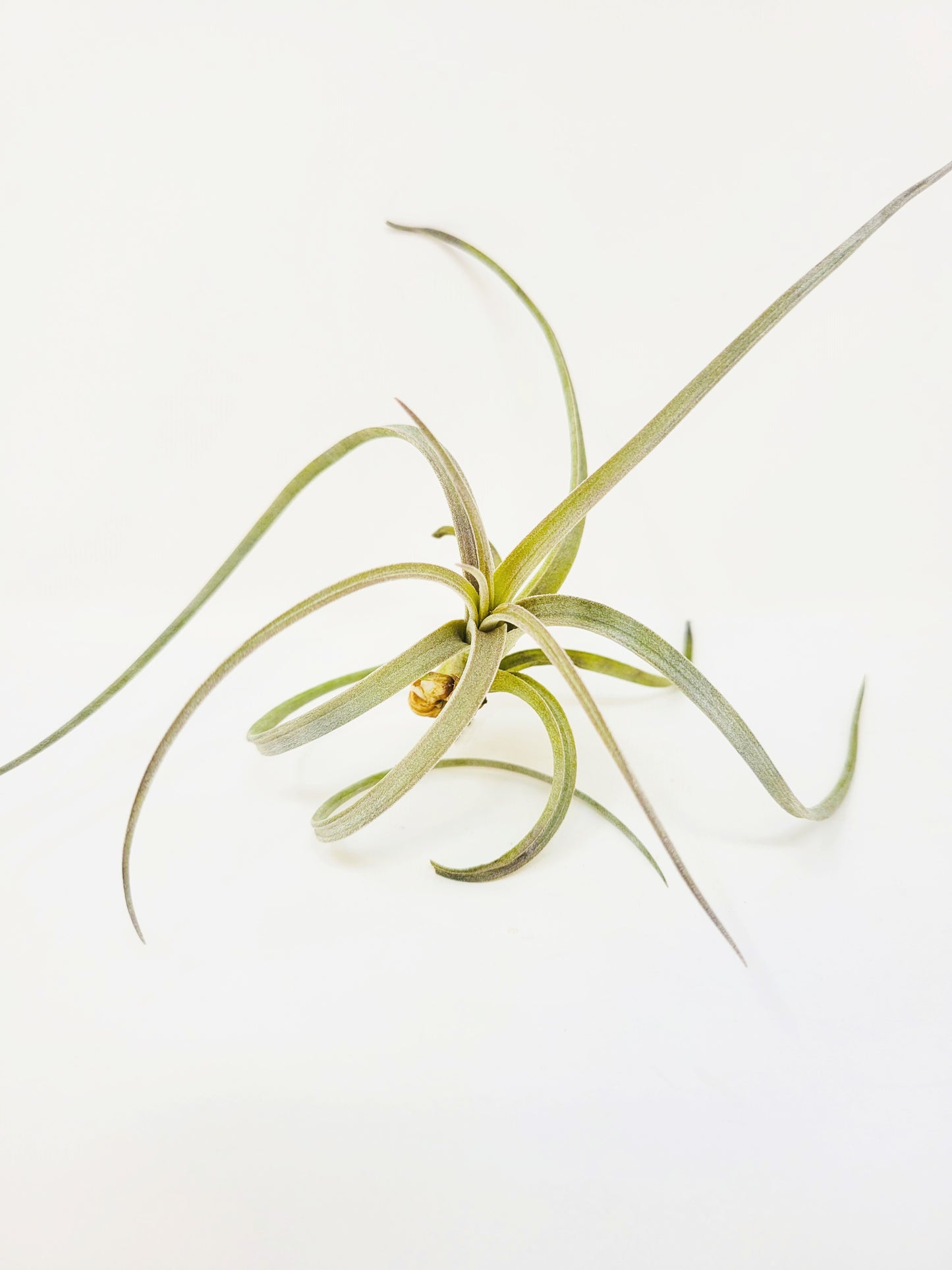 Tillandsia exserta