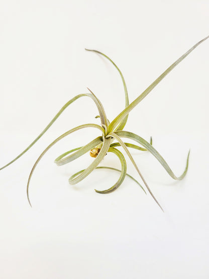 Tillandsia exserta