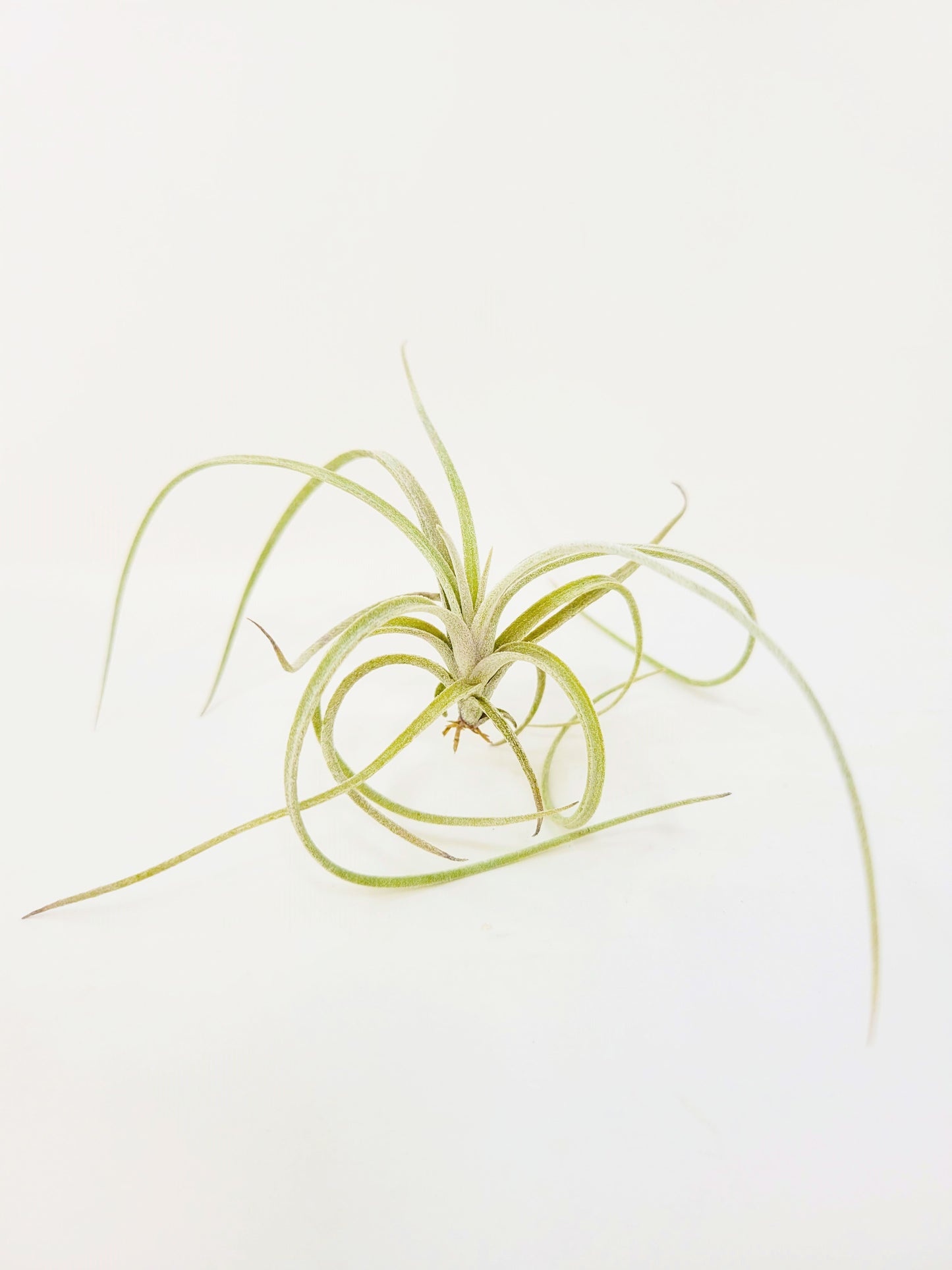 Tillandsia exserta