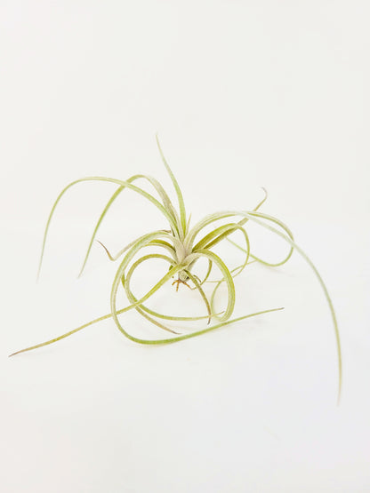 Tillandsia exserta