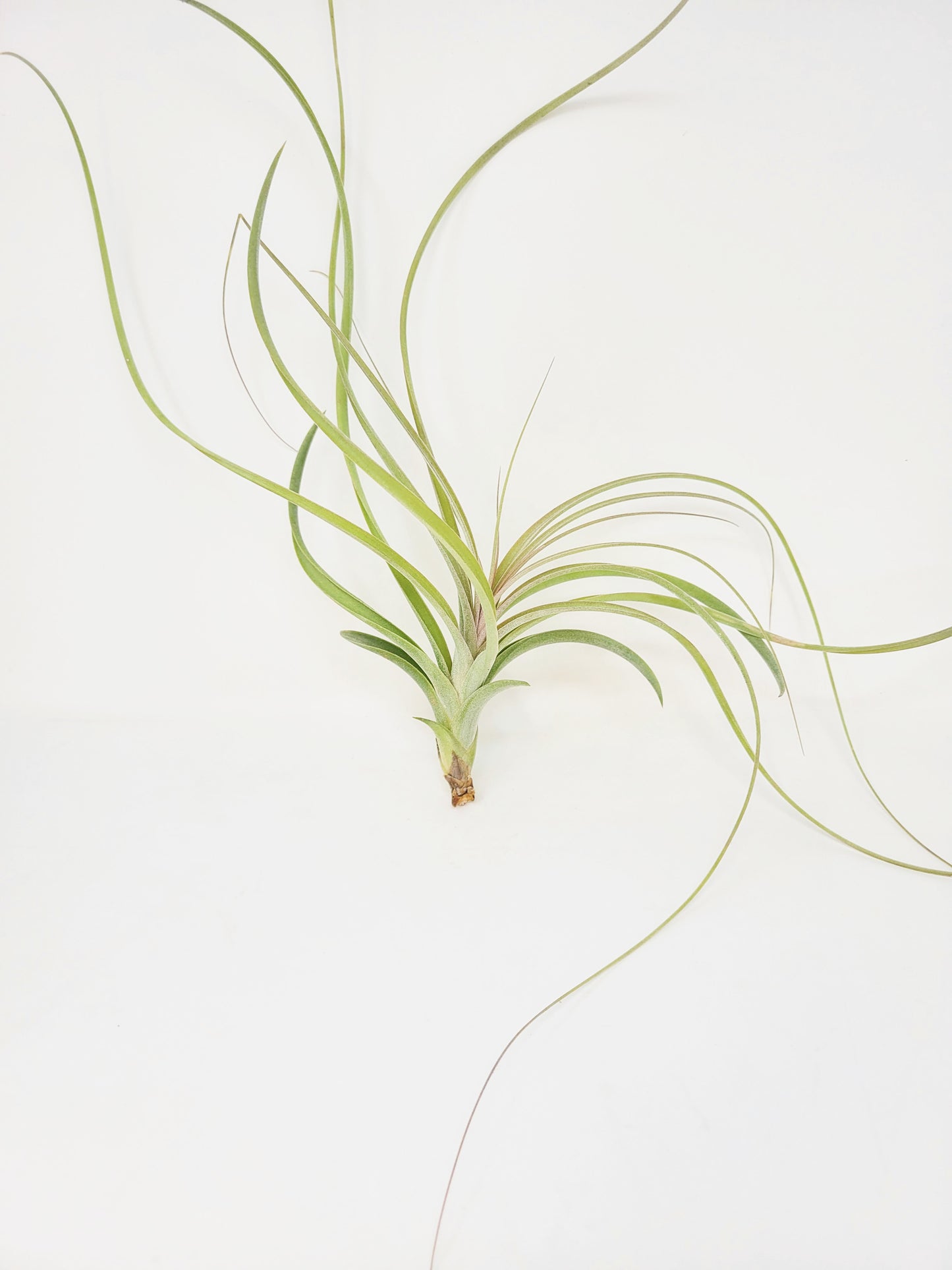 Tillandsia exserta