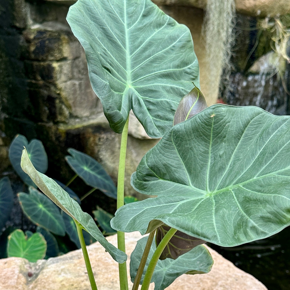 Alocasia ‘Regal Shields’