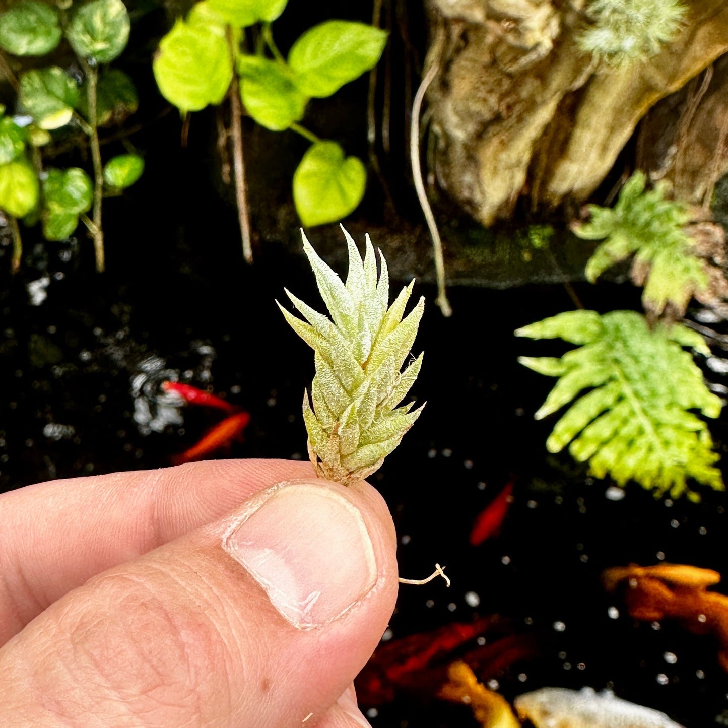 Tillandsia angulosa