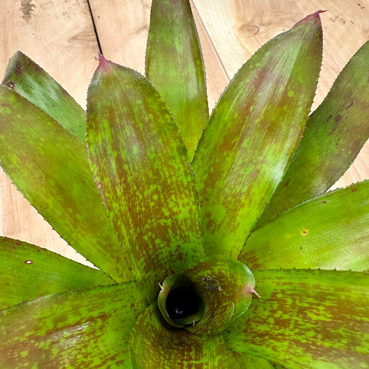 Neoregelia ‘Heart Ache’ (Neoregelia unknown x Neoregelia unknown)