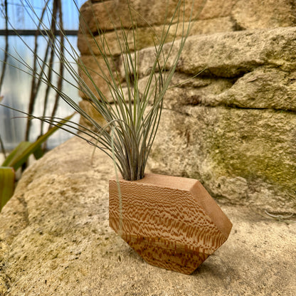 Boyce Studio Original Wood Air Plant Holder