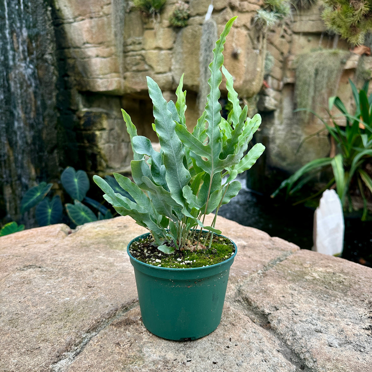 Phlebodium aureum ‘Blue Star’