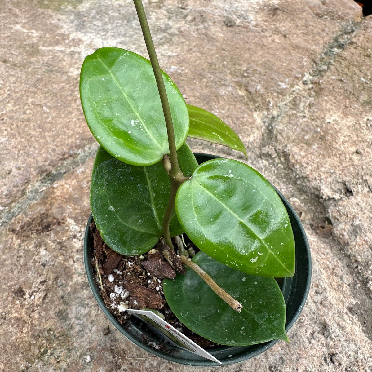 Hoya parasitica