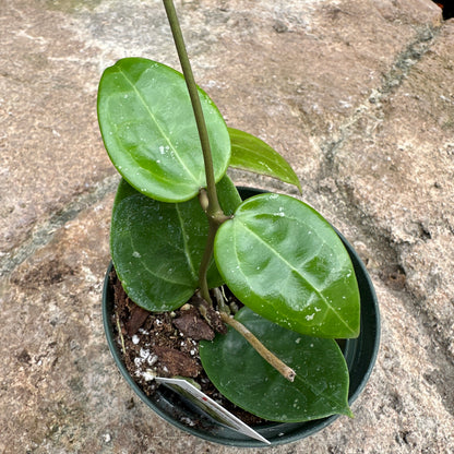 Hoya parasitica