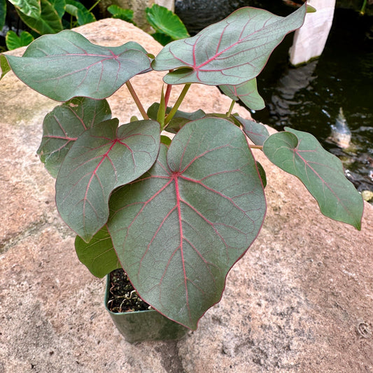 Ficus petiolaris - Rainforest Flora