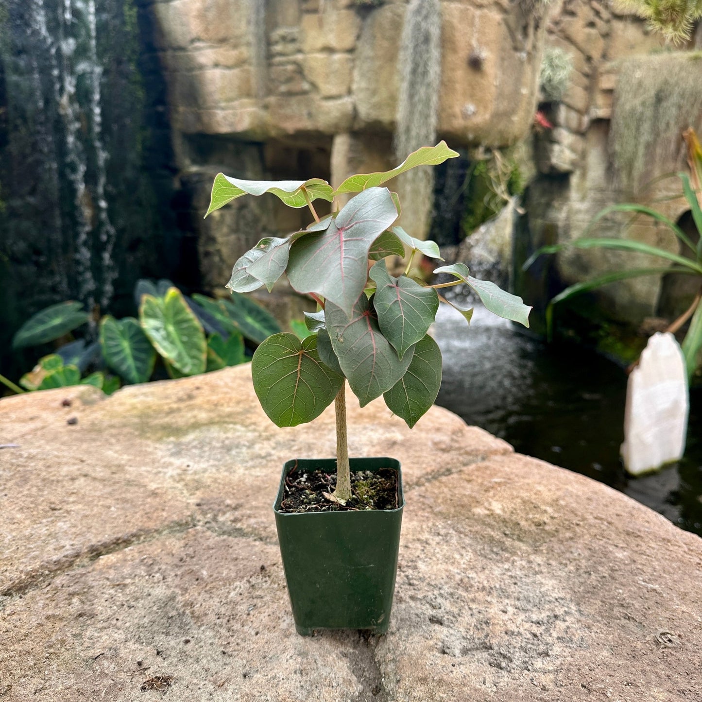 Ficus petiolaris - Rainforest Flora