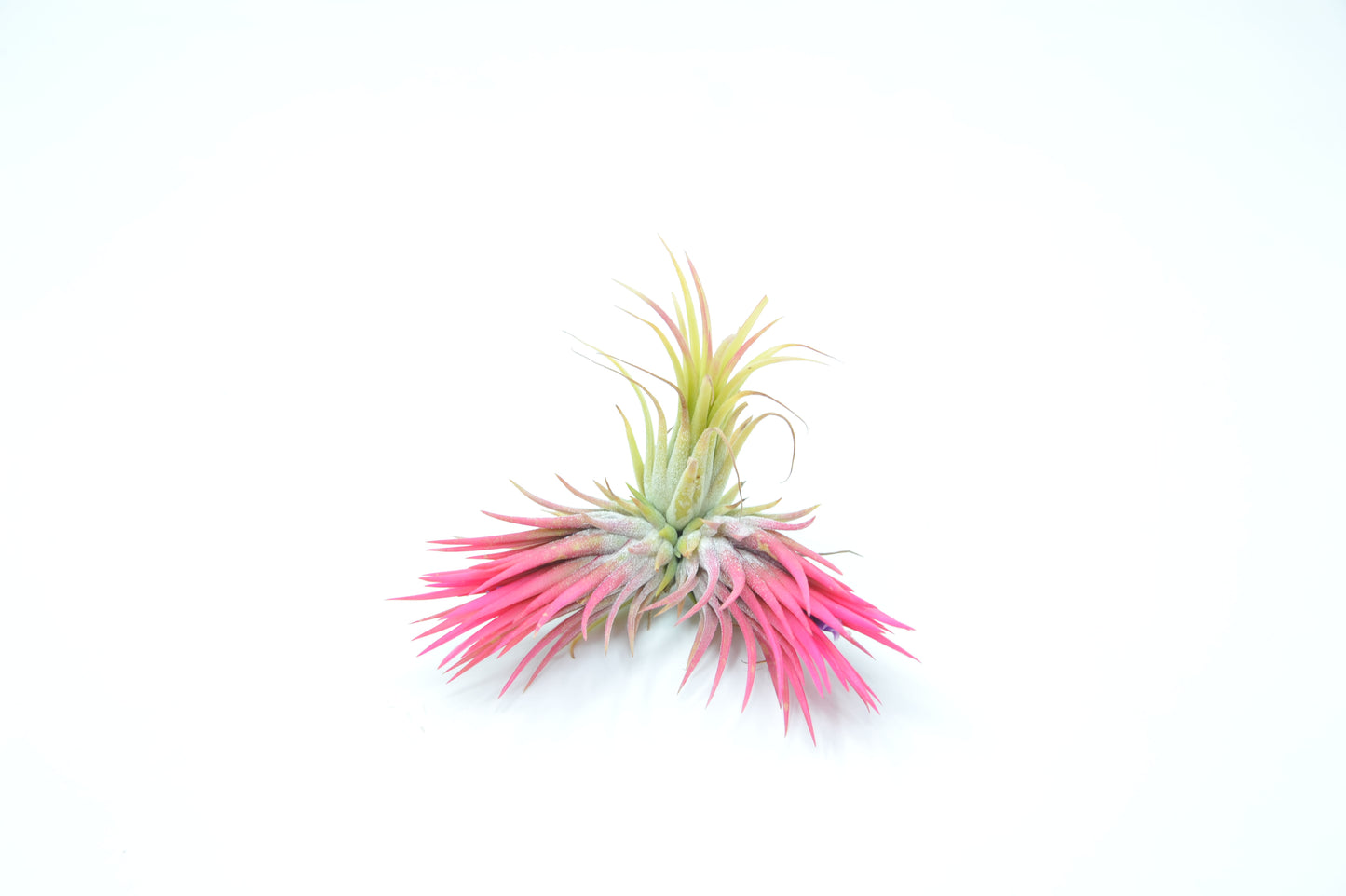 Tillandsia ionantha 'Fuego'