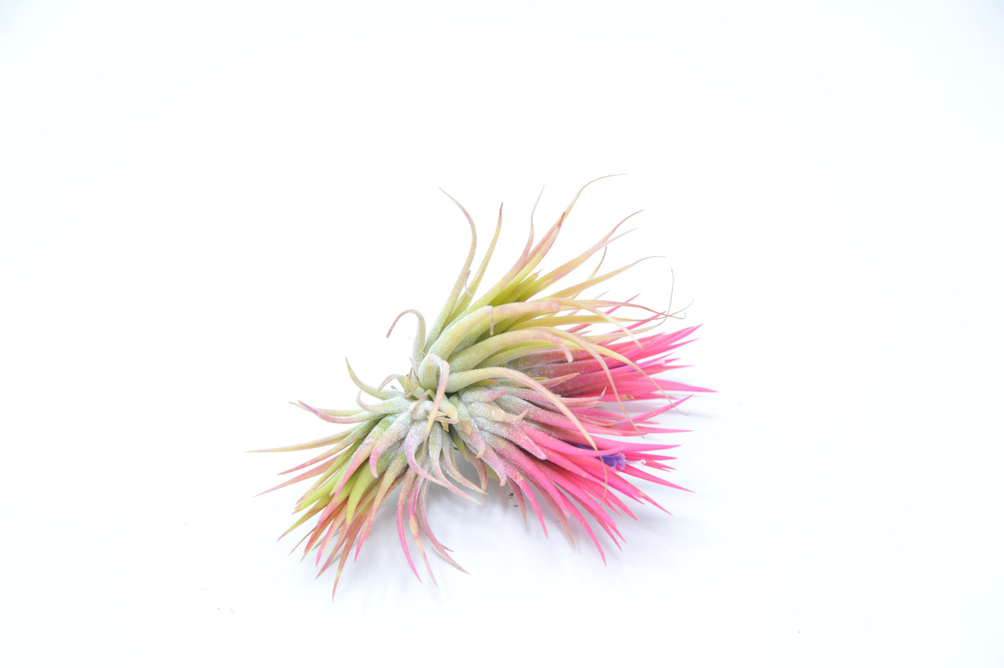 Tillandsia ionantha 'Fuego'