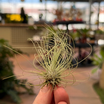 A hand holds Rainforest Floras Tillandsia fuchsii v. gracillis, showcasing its wispy, curly leaves against a blurred background of an indoor plant store filled with diverse airplants and lush greenery.