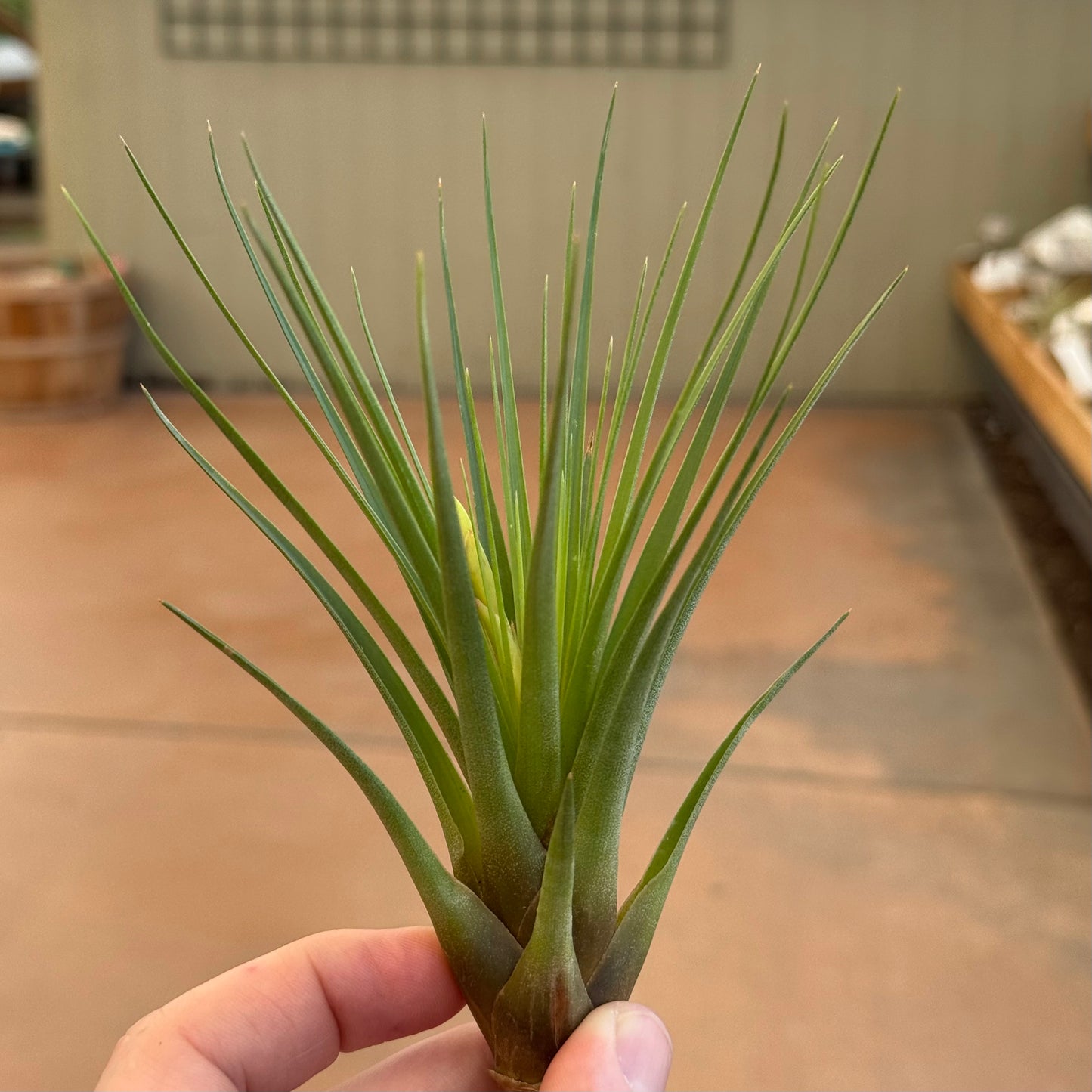 A hand elegantly holds a Rainforest Flora Tillandsia tricolor, its thin, spiky green leaves contrasting against the blurred indoor setting, with neutral walls and a wooden planter enhancing the charm of this delicate epiphyte.