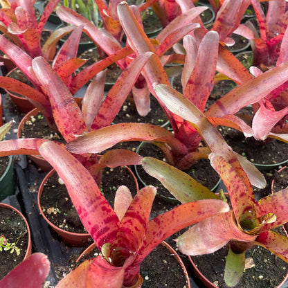 Mini Neoregelia ampullacea x zonatus