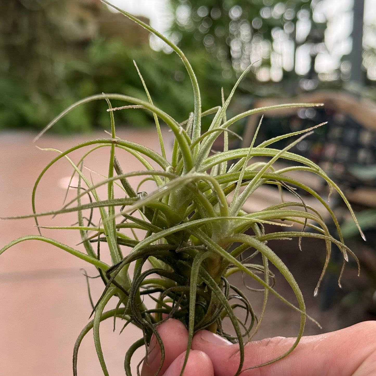 Fingers gently grasp a green T. marconae air plant with long, thin leaves from Rainforest Flora, adapted to coastal fog. The background reveals a softly lit, blurred garden or greenhouse scene.