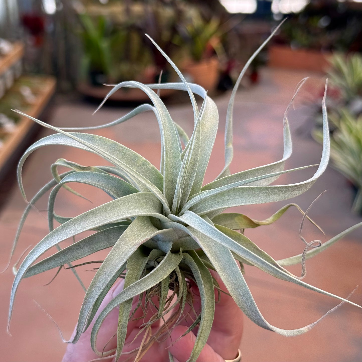 A hand gently cradles a silver-green Tillandsia ‘Best in Class’ by Rainforest Flora, with long, curving leaves. In the softly blurred background, other lush plants adorn shelves and tables, creating a serene indoor garden oasis.