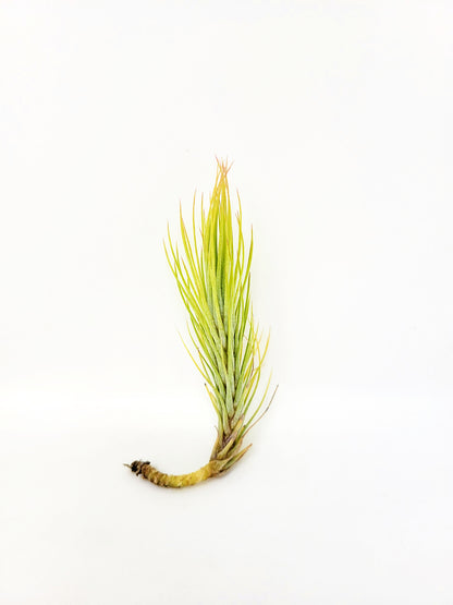 Tillandsia funckiana