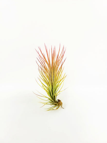 Tillandsia funckiana