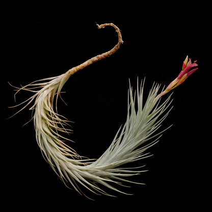 Tillandsia funckiana