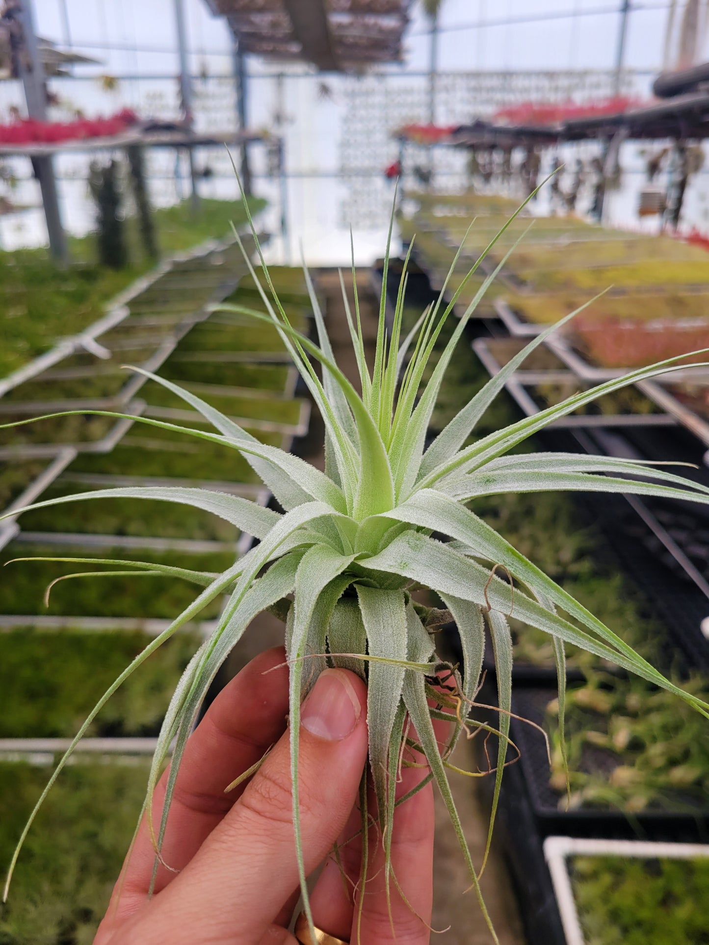 Tillandsia gardneri