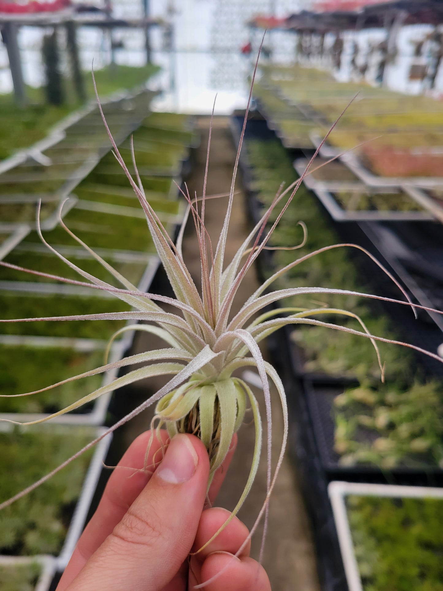 Tillandsia gardneri