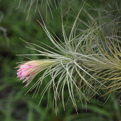 Tillandsia heteromorpha