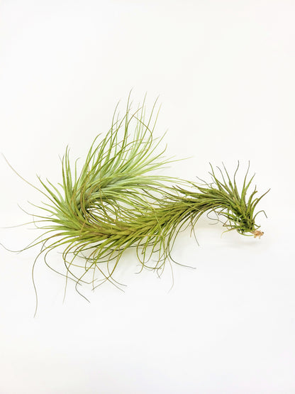 Tillandsia heteromorpha