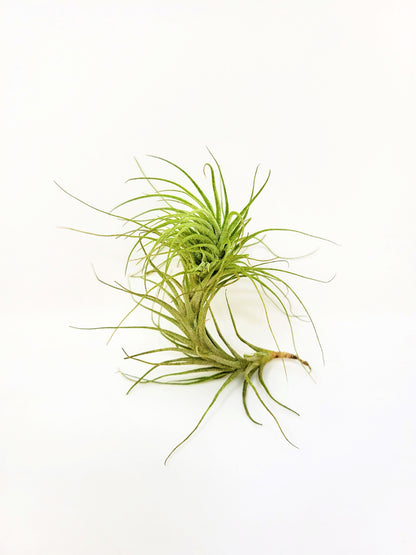 Tillandsia heteromorpha