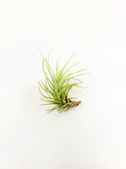 Tillandsia heteromorpha