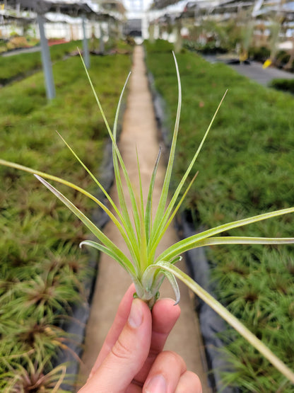 Tillandsia 'Houston Colossus'