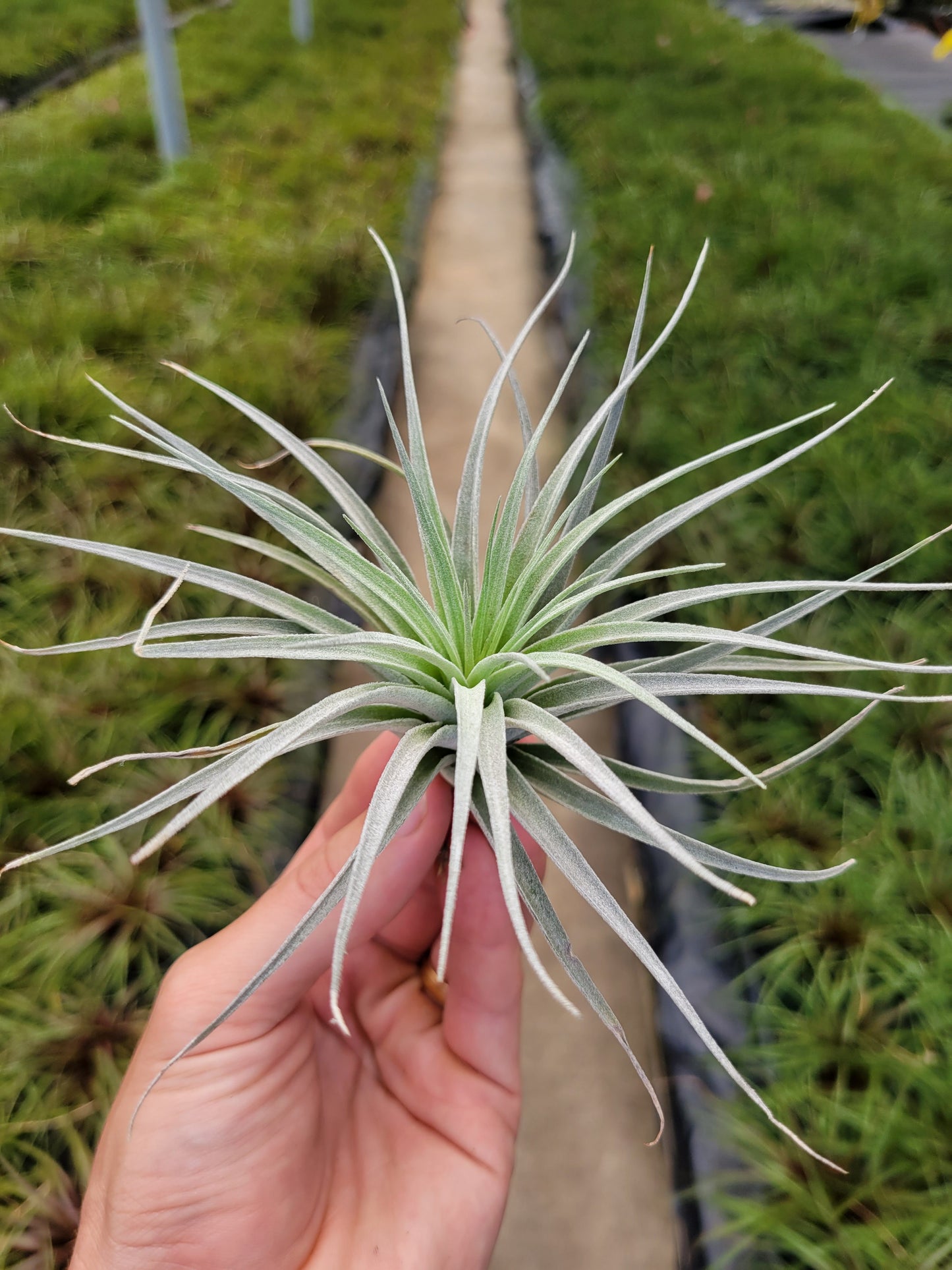 Tillandsia 'Houston Cotton Candy'