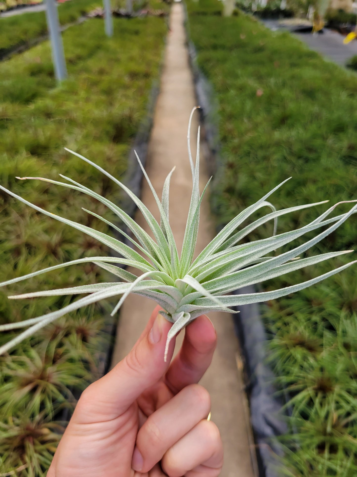 Tillandsia 'Houston Cotton Candy'