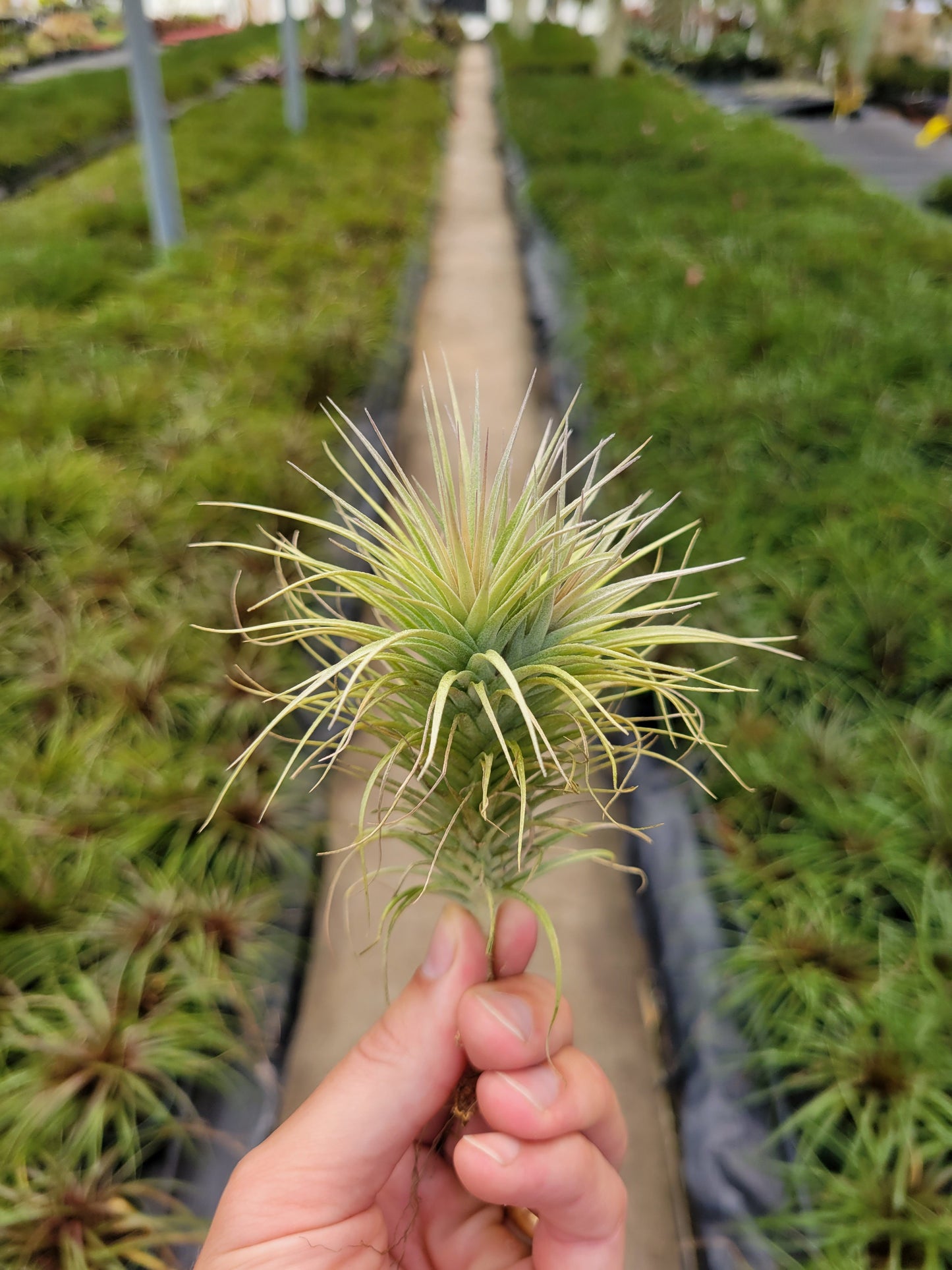 Tillandsia 'Houston Enano'