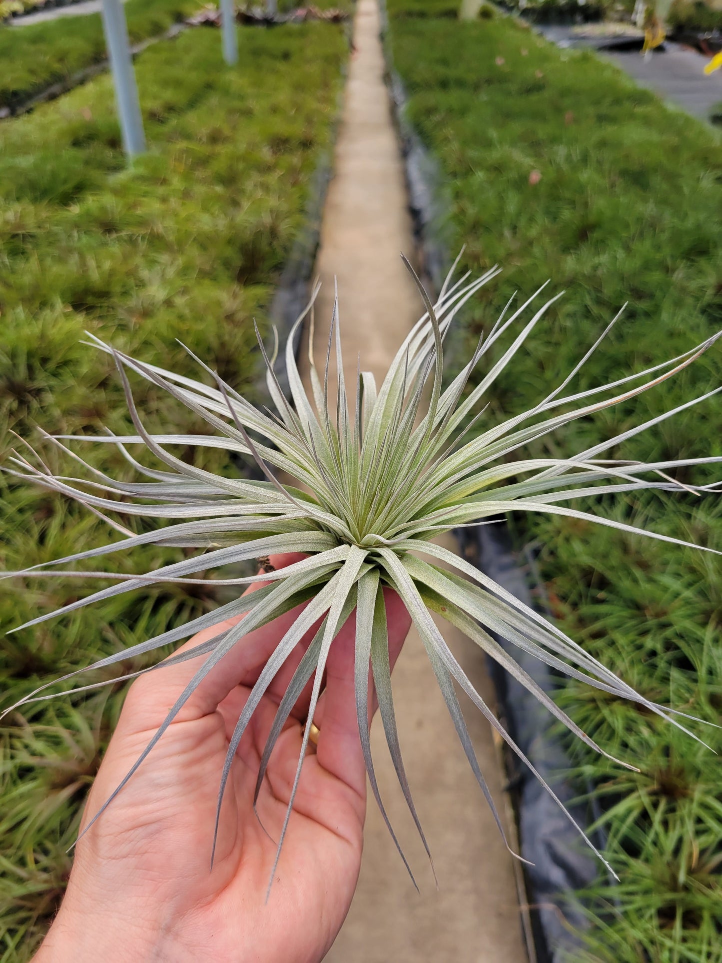 Tillandsia 'Houston Flaming Spire'