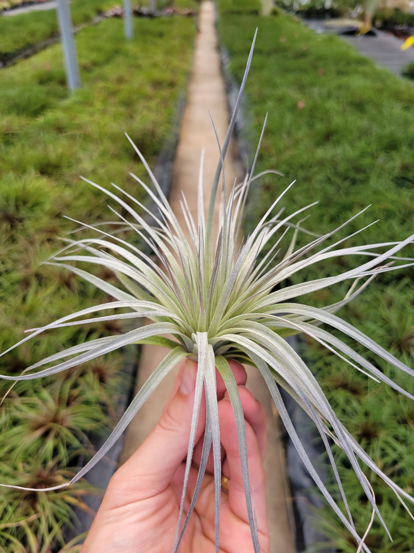 Tillandsia 'Houston Flaming Spire'